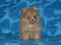AKC Ziggy, a male Pomeranian for sale in Lamar, MO – 2 of 3