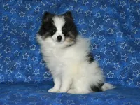 AKC Benny, a male Pomeranian for sale in Lamar, MO – 2 of 4