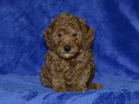 AKC Nash, a male Poodle - Miniature  for sale in Lamar, MO – 2 of 3