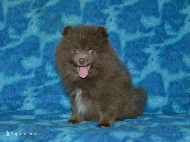 AKC Felix – Pomeranian puppy for sale in Lamar, MO