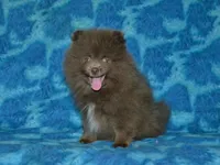AKC Felix, a male Pomeranian for sale in Lamar, MO – 1 of 3