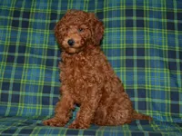 AKC Theo, a male Poodle - Miniature  for sale in Lamar, MO – 4 of 5
