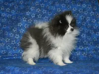 AKC Luka, a male Pomeranian for sale in Lamar, MO – Photo 4 of 5