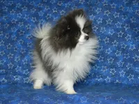 AKC Luka, a male Pomeranian for sale in Lamar, MO – Photo 3 of 5
