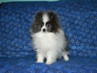 AKC Luka, a male Pomeranian for sale in Lamar, MO – Photo 5 of 5