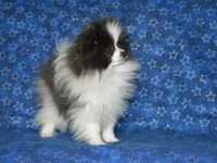 AKC Luka, a male Pomeranian for sale in Lamar, MO – Photo 2 of 5
