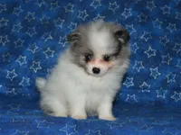 AKC Riley, a male Pomeranian for sale in Lamar, MO – 3 of 3