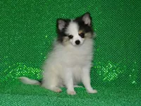 AKC Jasper, a male Pomeranian for sale in Lamar, MO – 4 of 5