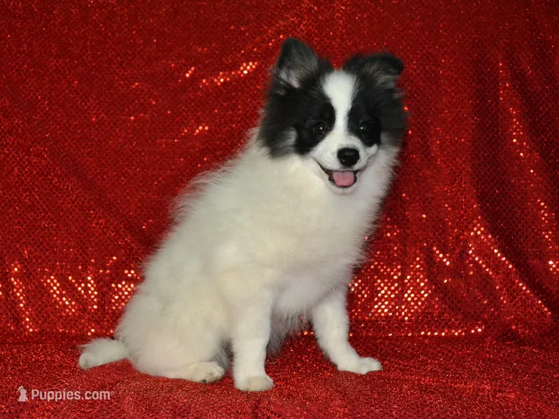 AKC York – Pomeranian puppy for sale in Lamar, MO