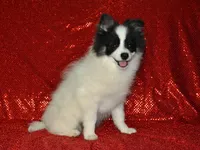 AKC York, a male Pomeranian for sale in Lamar, MO – 1 of 3