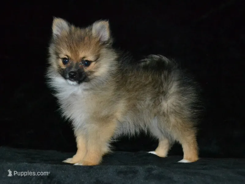AKC Andy – Pomeranian puppy for sale in Lamar, MO