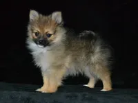 AKC Andy, a male Pomeranian for sale in Lamar, MO – 1 of 5