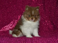AKC Millie, a female Pomeranian for sale in Lamar, MO – 2 of 4
