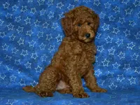 AKC Theo, a male Poodle - Miniature  for sale in Lamar, MO – 3 of 5