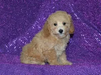 AKC Delilah, a female Poodle - Miniature  for sale in Lamar, MO – 3 of 4