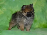 AKC Dylan, a female Pomeranian for sale in Lamar, MO – 6 of 6
