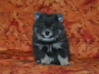 AKC Ozzy, a male Pomeranian for sale in Lamar, MO – 2 of 3