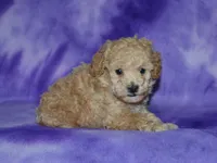AKC Delilah, a female Poodle - Miniature  for sale in Lamar, MO – 3 of 3