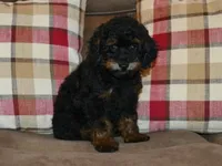 AKC Rhett, a male Poodle - Toy  for sale in Lamar, MO – 3 of 4