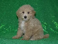 AKC Rocky, a female Poodle - Miniature  for sale in Lamar, MO – 2 of 3