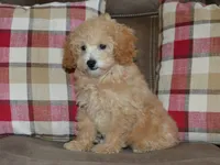 AKC Delilah, a female Poodle - Miniature  for sale in Lamar, MO – 4 of 4