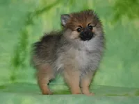 AKC Dylan, a male Pomeranian for sale in Lamar, MO – 2 of 4