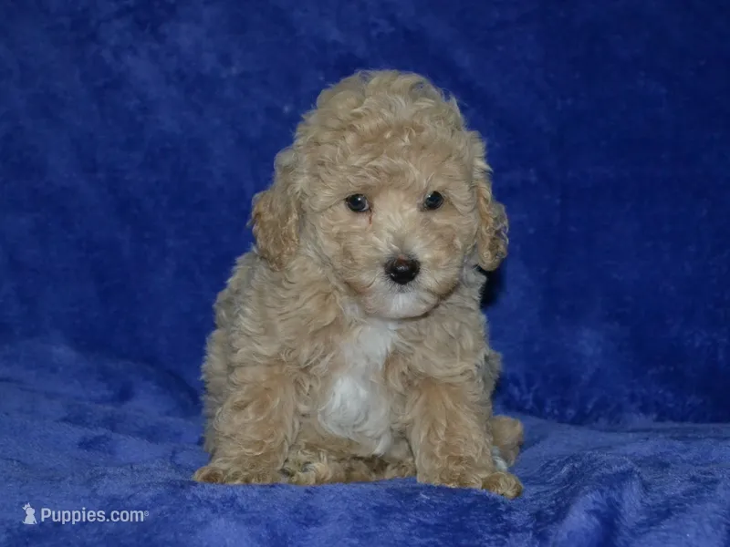 AKC Rocky – Poodle - Miniature  puppy for sale in Lamar, MO