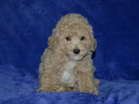 AKC Rocky, a female Poodle - Miniature  for sale in Lamar, MO – 1 of 4