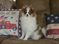 AKC Remy, a male Pomeranian for sale in Lamar, MO – 4 of 4