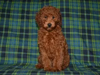 AKC Theo, a male Poodle - Miniature  for sale in Lamar, MO – 5 of 5