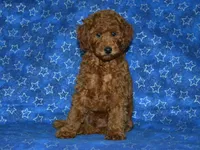 AKC Theo, a male Poodle - Miniature  for sale in Lamar, MO – 5 of 5