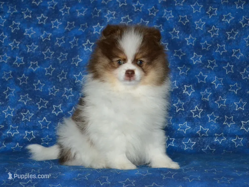 AKC Remy – Pomeranian puppy for sale in Lamar, MO