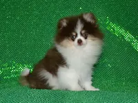 AKC Yoshi, a male Pomeranian for sale in Lamar, MO – 6 of 7