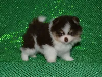 AKC Yoshi, a male Pomeranian for sale in Lamar, MO – 2 of 4