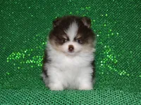 AKC Yoshi, a male Pomeranian for sale in Lamar, MO – 3 of 4