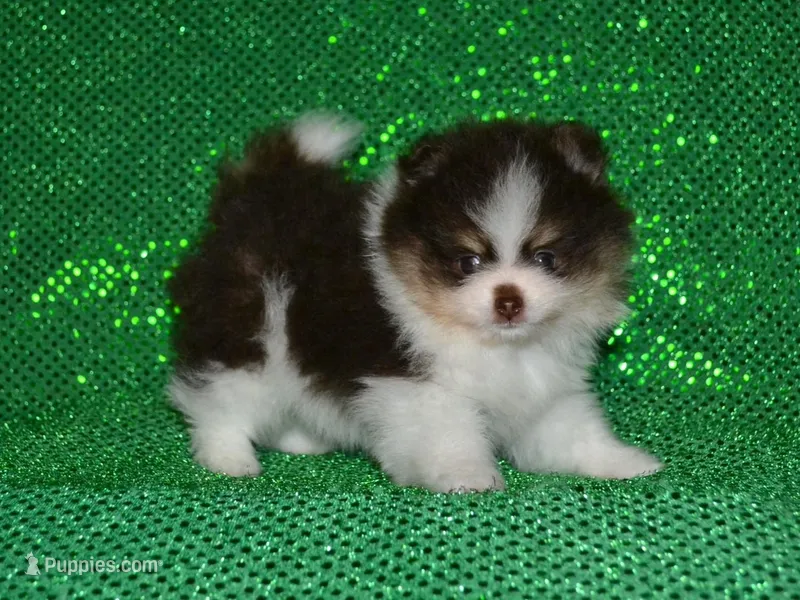 AKC Yoshi – Pomeranian puppy for sale in Lamar, MO