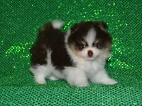 AKC Yoshi, a male Pomeranian for sale in Lamar, MO – 1 of 4