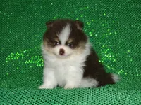 AKC Yoshi, a male Pomeranian for sale in Lamar, MO – 4 of 4