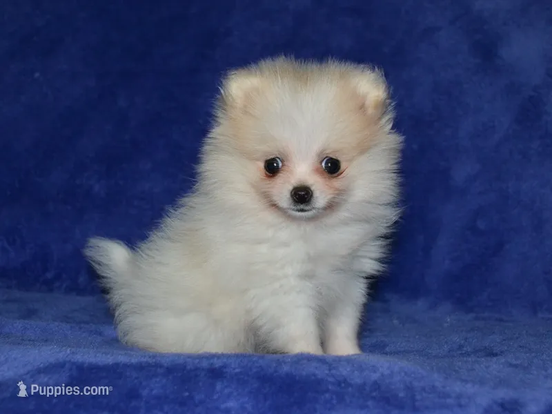 AKC Lily – Pomeranian puppy for sale in Lamar, MO