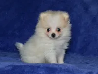 AKC Lily, a female Pomeranian for sale in Lamar, MO – 1 of 4