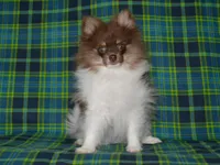 AKC Cooper, a male Pomeranian for sale in Lamar, MO – 1 of 5