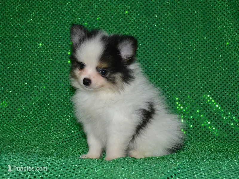 AKC Jasper – Pomeranian puppy for sale in Lamar, MO