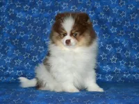 AKC Remy, a male Pomeranian for sale in Lamar, MO – 3 of 5
