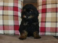 AKC Rhett, a male Poodle - Toy  for sale in Lamar, MO – 4 of 4