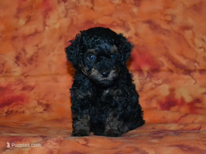 AKC Rhett – Poodle - Toy  puppy for sale in Lamar, MO