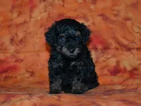 AKC Rhett, a male Poodle - Toy  for sale in Lamar, MO – 1 of 3