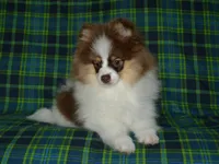 AKC Remy, a male Pomeranian for sale in Lamar, MO – 4 of 5