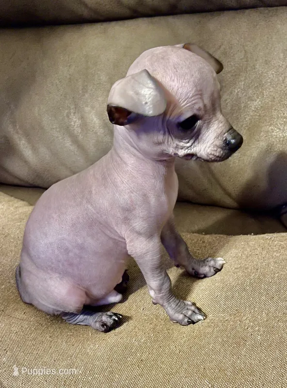 No name  – Chihuahua puppy for sale in Corona, CA