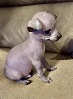 No name , a male Chihuahua for sale in Corona, CA – 1 of 3