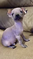 No name , a male Chihuahua for sale in Corona, CA – 3 of 3